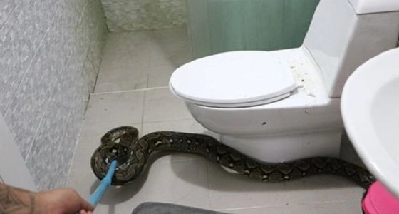 فيديو مروع لسيدة تعثر على ثعبان ضخم داخل المرحاض