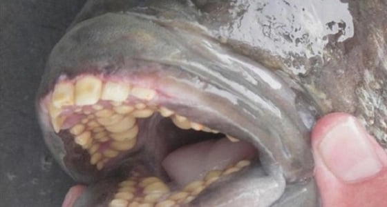 بالصور.. اصطياد سمكة تمتلك أسنانا تشبه الإنسان