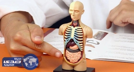 5 حقائق مثيرة عن الجسم البشري