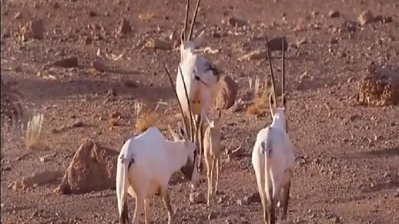 محمية الملك سلمان تطلق 153 من المها العربي وتسجيل 8 ولادات نادرة