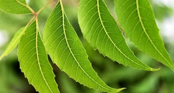 أوراق شجر النيم والكركم تساعد في علاج " الجرب "