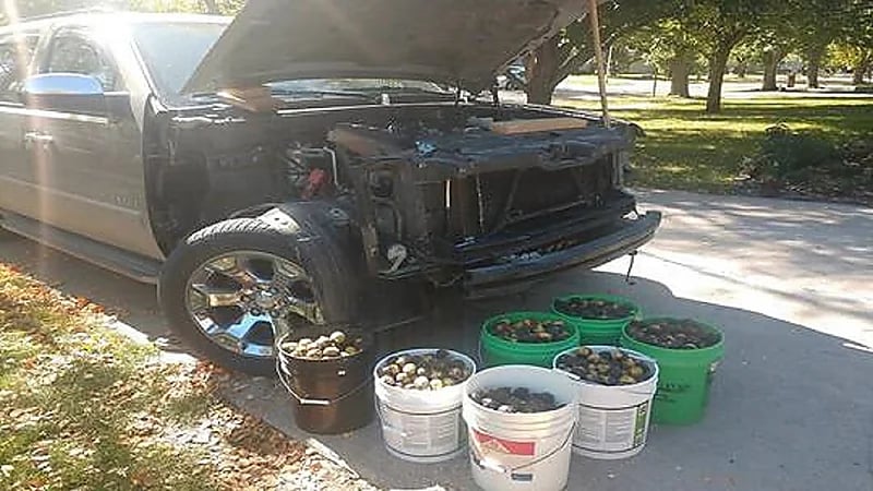 سنجاب يحول سيارة إلى مخزن للجوز بعدما تركها صاحبها 4 أيام