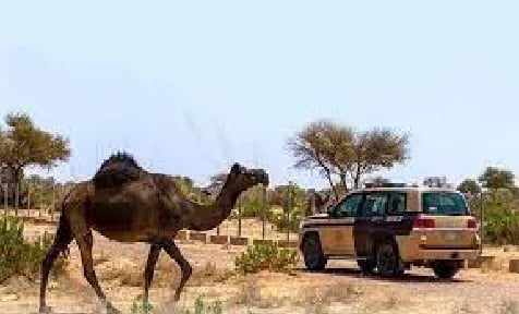 ضبط 20 مخالفًا لنظام البيئة لارتكابهم مخالفات رعي