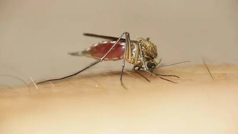 أخصائية توضح طريقة لتخفيف الحكة والتورم الناجم عن لدغة البعوض