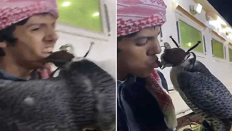 حادث غريب من نوعه صقر يلتهم شفاه شاب.. فيديو