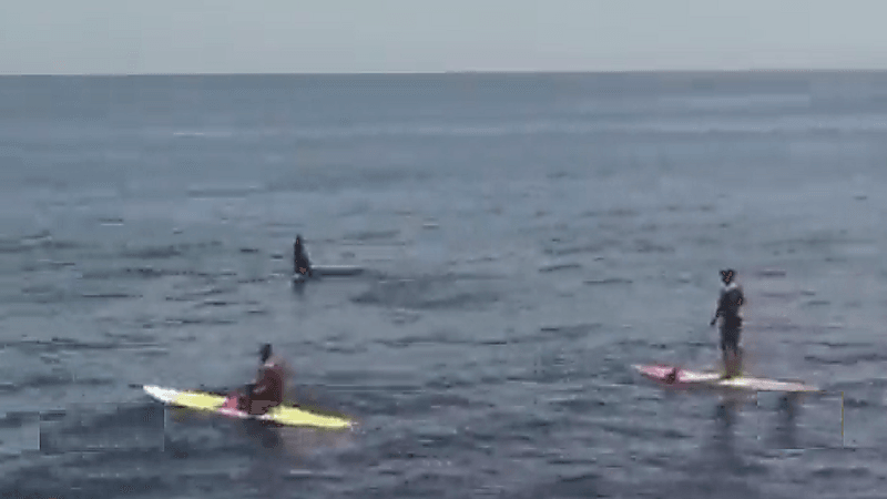 شاهد.. حيتان مفترسة تقترب من ركاب أمواج قرب شاطئ برازيلي
