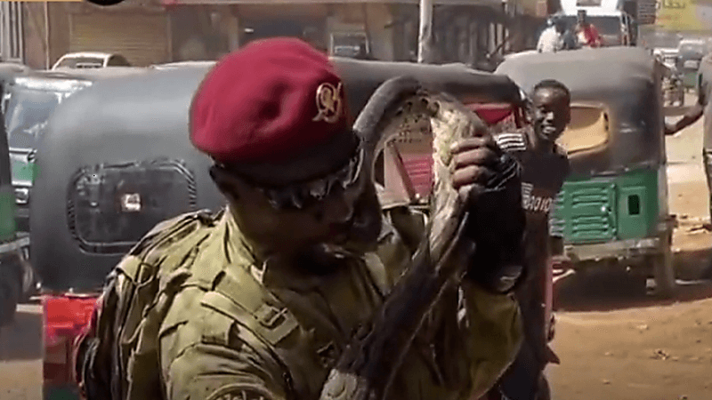 فيديو مخيف لرجل يحمل أخطر أنواع الأفاعي ويتبختر بها وسط المارة