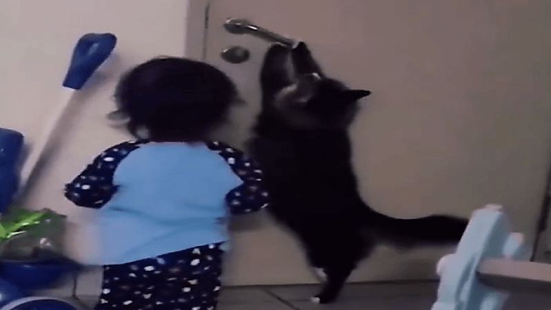 شاهد .. قِطة تعلم طفلة كيفية فتح الباب