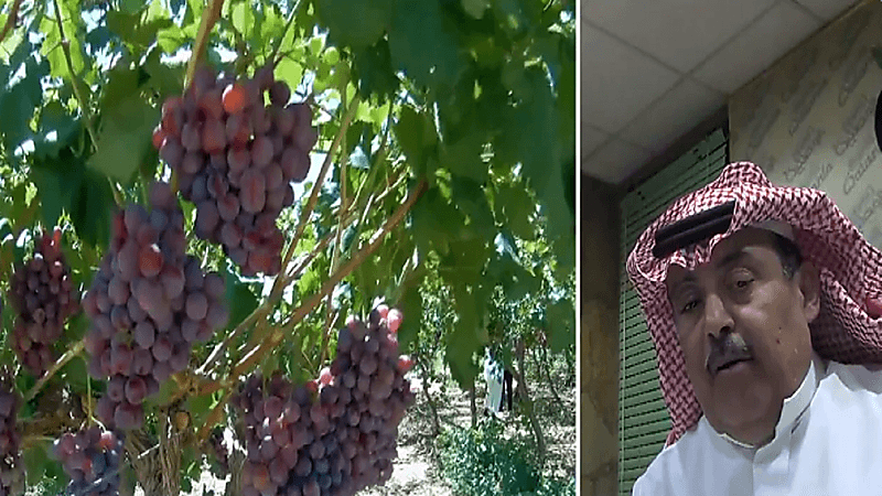 عبد الله السديس: قريبا سيتم معرفة مصدر أي فاكهة وخضار من خلال السجل الزراعي