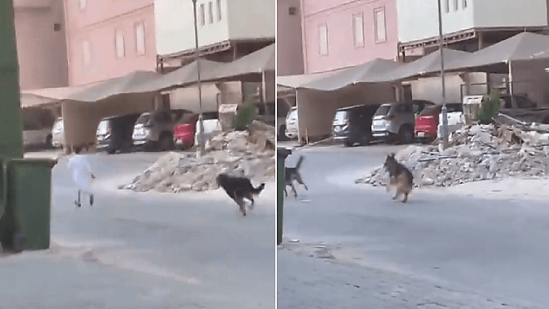 شاهد .. كلاب بوليسية تطارد طفل داخل حي سكني