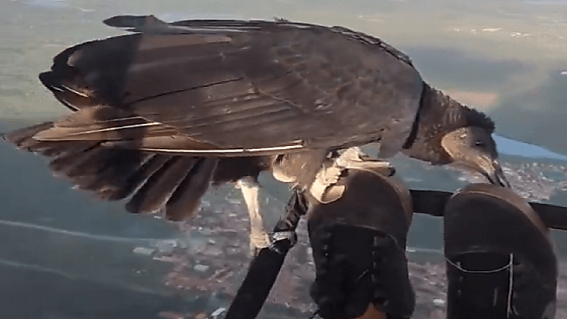 شاهد.. نسر يرافق قائد طائرة شراعية أثناء التحليق في الجو