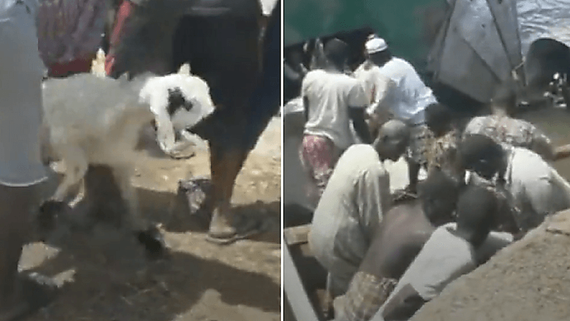 بالفيديو.. الأهالي والسماكة يرددون الأهازيج الشعبية أثناء تحرير المواشي العالقة في الباخرة