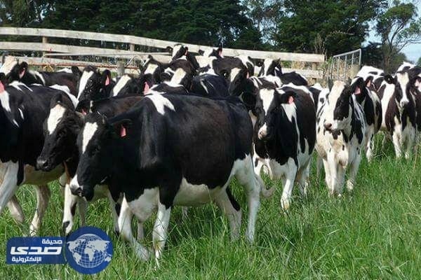 الأزمة التركية الهولندية تطال الأبقار