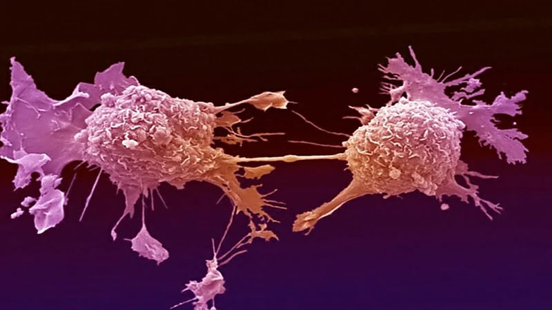 "النمر": علاج الأورام السرطانية في الصين بتجميدها خدعة كبيرة