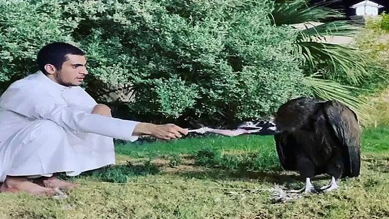 مواطن يعثر على نسر رمادي مهدد بالإنقراض