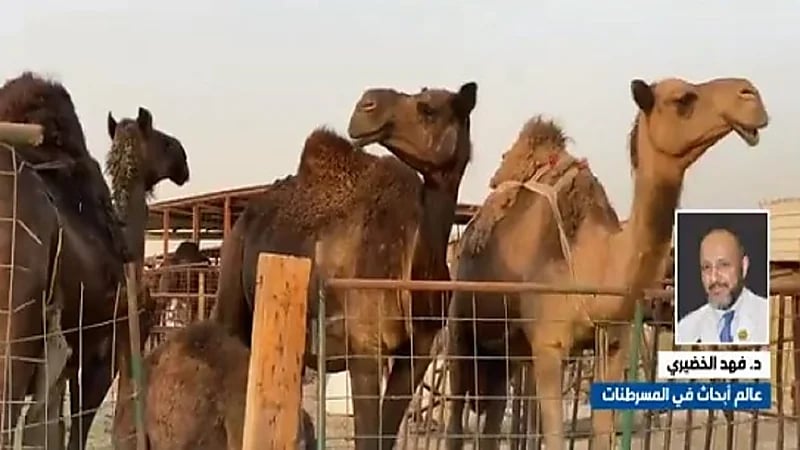 بالفيديو.. "الخضيري": حليب الإبل يقاوم السكر