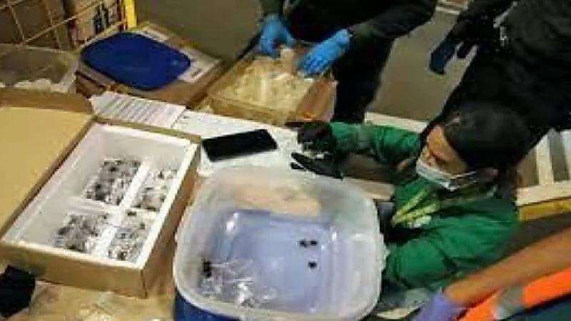 ضبط ١٤٠ عنكبوتاً مهربة إلى المكسيك