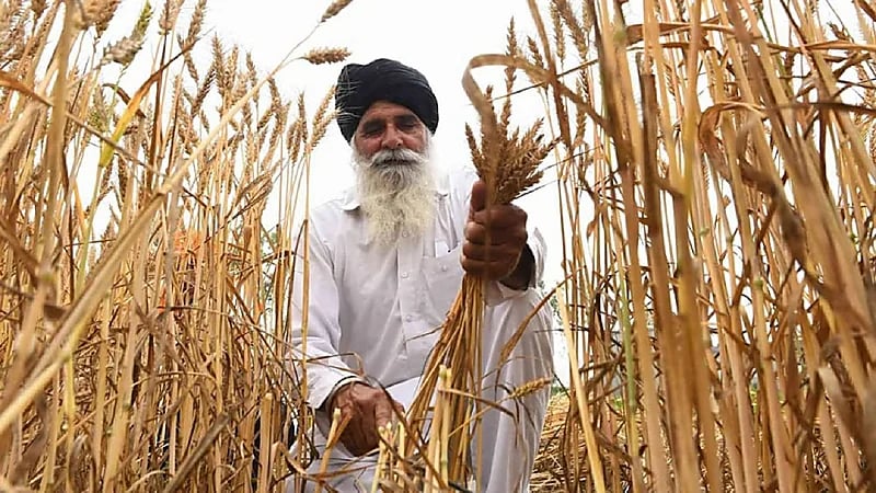 مخاوف من أزمة غذاء عالمية بعد قرار الهند بحظر تصدير القمح