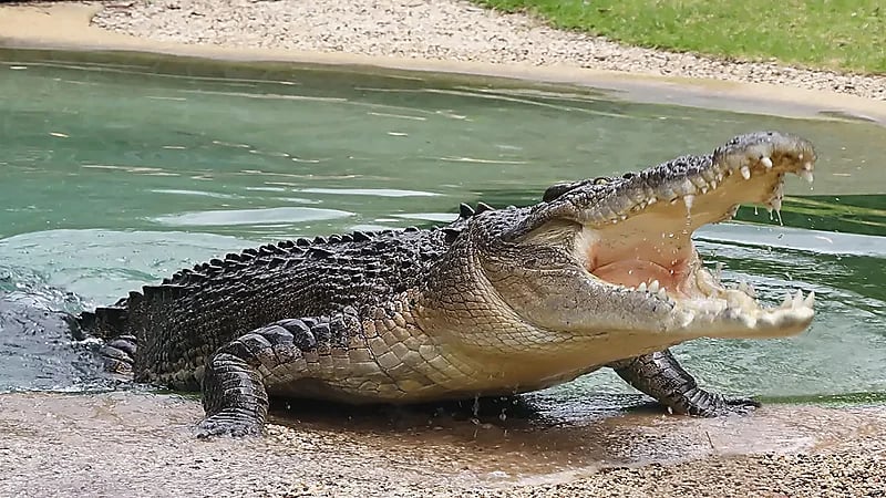 مسنة تضحي بحياتها لإنقاذ كلبها من فم التمساح