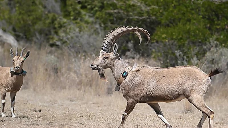 بالصور .. إطلاق 23 وعلًا جبليًا مهددًا بالانقراض في السودة