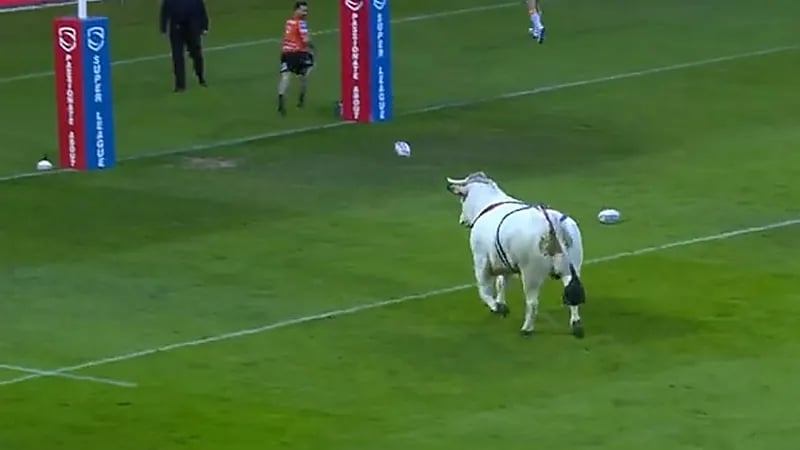 شاهد .. ثور هائج يقتحم ملعبا أثناء المباراة