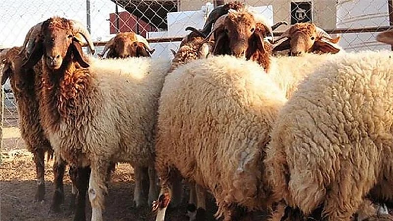 البلدية: الجمعة المقبلة آخر موعد لطلبات تصريح ذبح الأضاحي