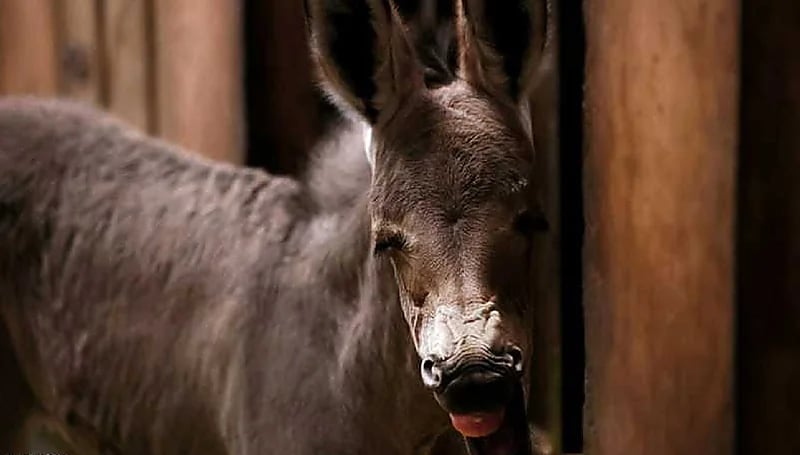 ولادة حيوان إفريقي مهدد بالانقراض.. صور