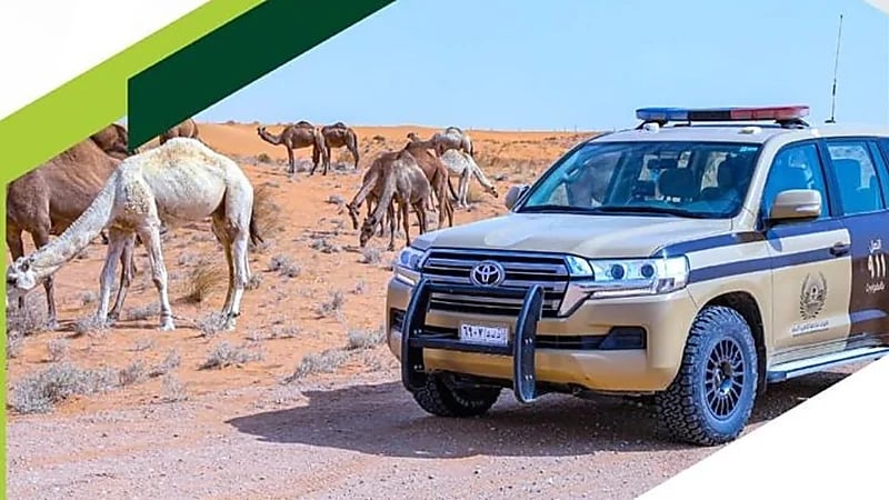 ضبط 75 مخالفًا لنظام البيئة لارتكابهم مخالفات رعي