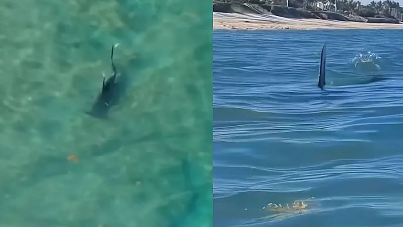 سمكة قرش تسبح بجانب أشخاص وأحدهم يصور برعب .. فيديو