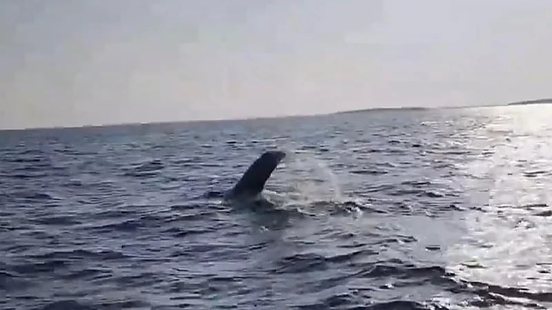 ظهور حوت الأوركا القاتل بالقرب من ⁧‫جزر فرسان‬⁩ .. فيديو
