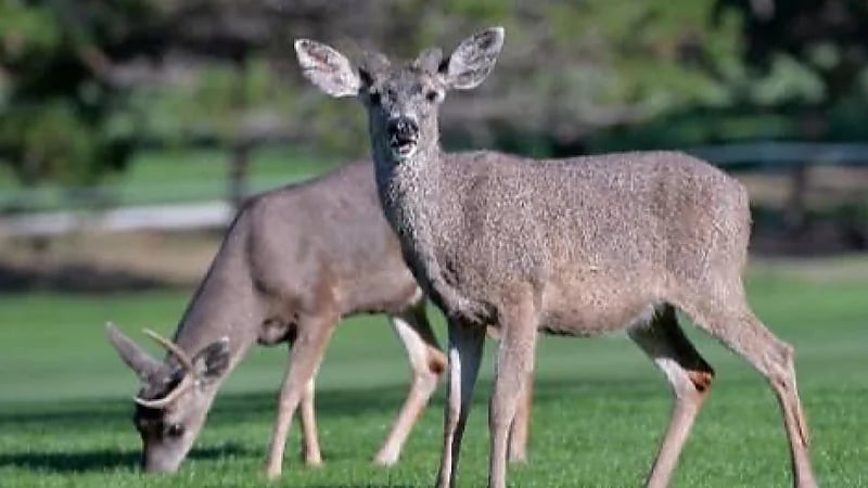 علماء يحذرون من انتشار فيروس زومبي الغزلان القاتل