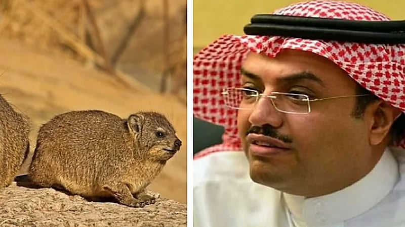 النمر يكشف حقيقة استخدام لحم الوبر في علاج السكري وأمراض القلب