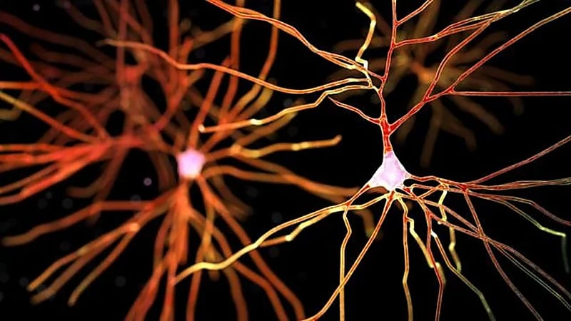 دراسة : الزهايمر قد ينتقل عبر زرع الأعضاء