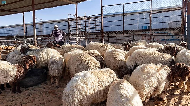 البيئة: لا صحة لما يتداول عن تسبب اللحوم بفترة التحريم في أمراض الكبد والكلى