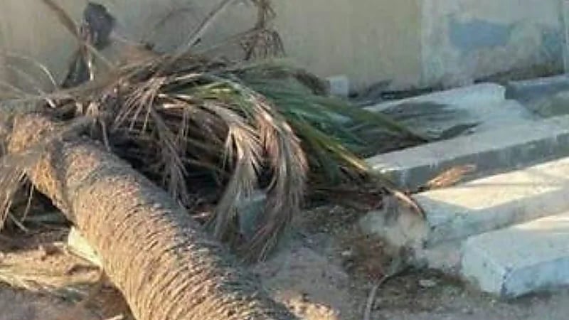 وفاة طالبة بكلية الطب بمصر إثر سقوط نخلة عليها