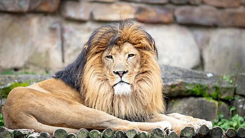 نهاية مأساوية لعامل بحديقة حيوان دخل مع خطيبته لقفص الأسود ..فيديو