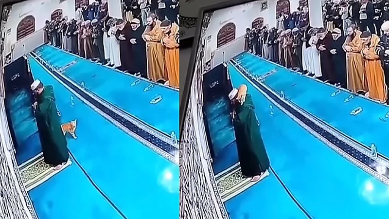 قطة تقفز على كتف إمام مسجد أثناء الصلاة .. فيديو