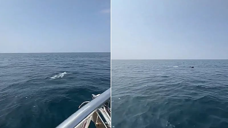 مشهد بديع لـ دلافين تسبح في المياه الغربية بالقحمة .. فيديو