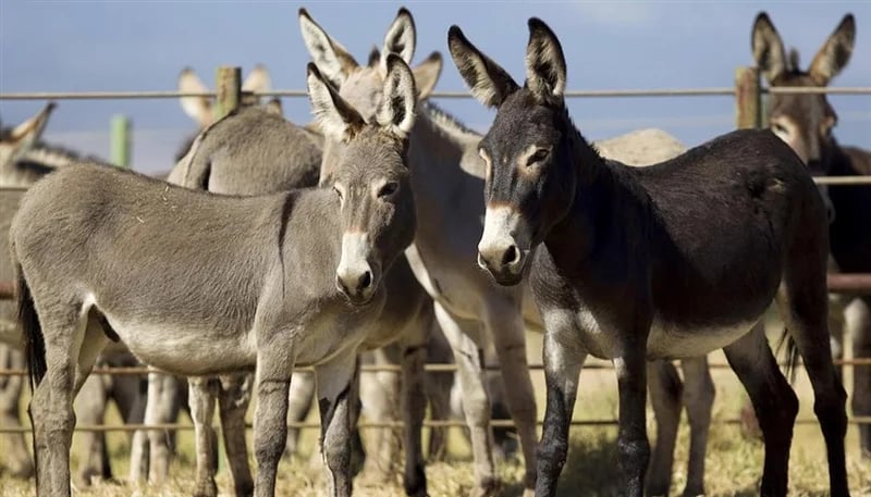 فيديو صادم لذبح حمير يشعل الغضب في مصر والأمن يتدخل .. فيديو