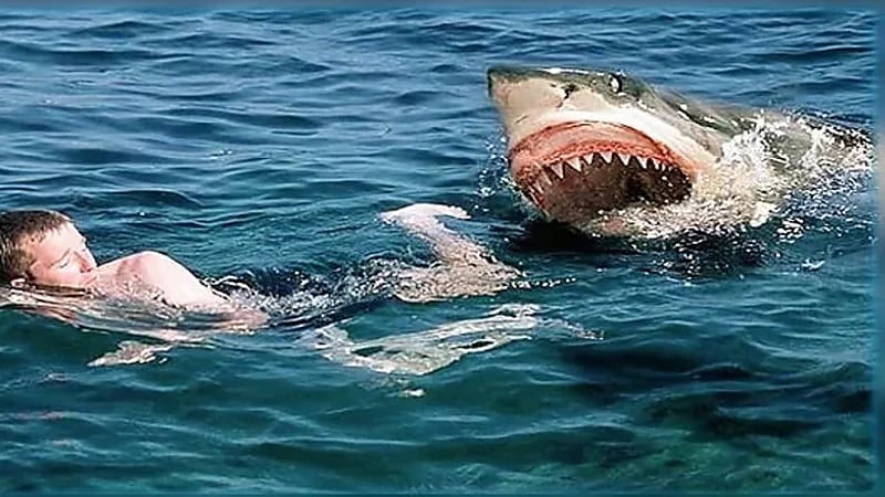 سمكة قرش تفترس غواصا إسرائيليا