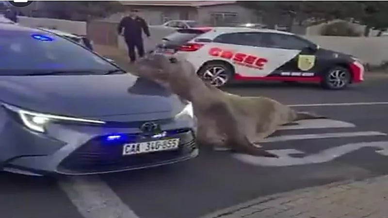 فقمة ضخمة تتجول في شوارع كيب تاون.. فيديو