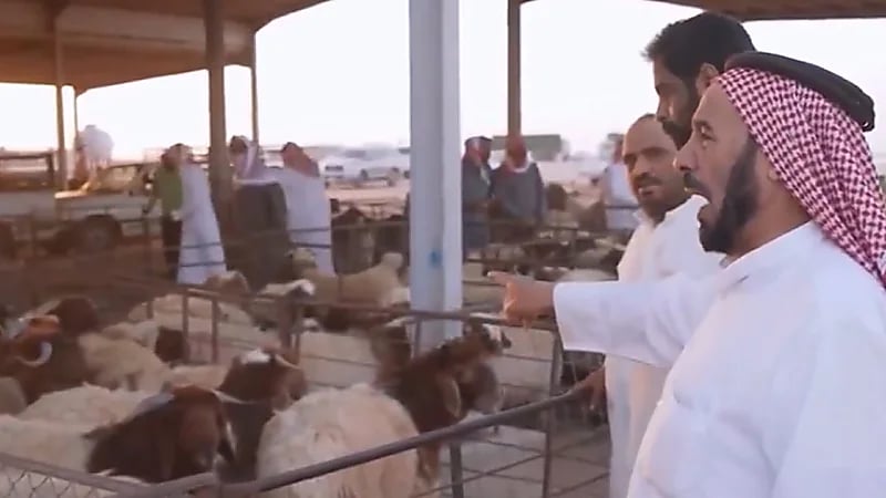 إعفاء الرسوم الجمركية يخفّض أسعار الأضاحي وينعش السوق قبيل العيد. فيديو