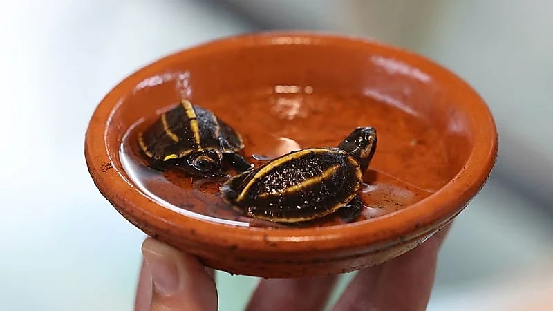 ولادة نادرة لسلحفاتين من نوع مهدد بالانقراض بفرنسا