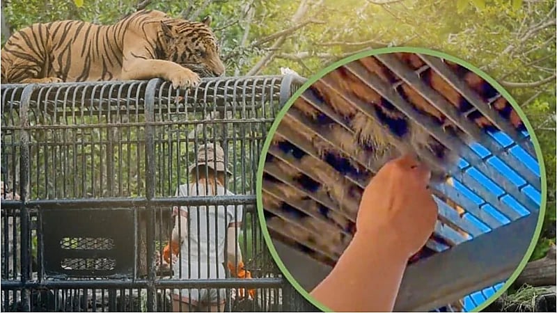 غضب في الصين بعد انتزاع زوار لشعر نمر داخل حديقة حيوان.. فيديو