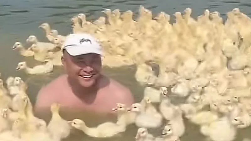 مجموعة من البط تفاجئ شابًا يسبح في متنزه بشكل لطيف ..فيديو