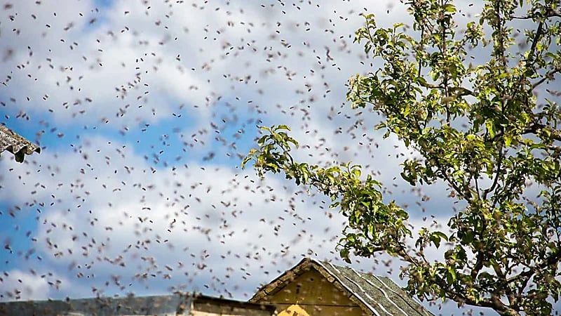 رجل يهاجم رجال الشرطة بسرب نحل بعد توقيفه