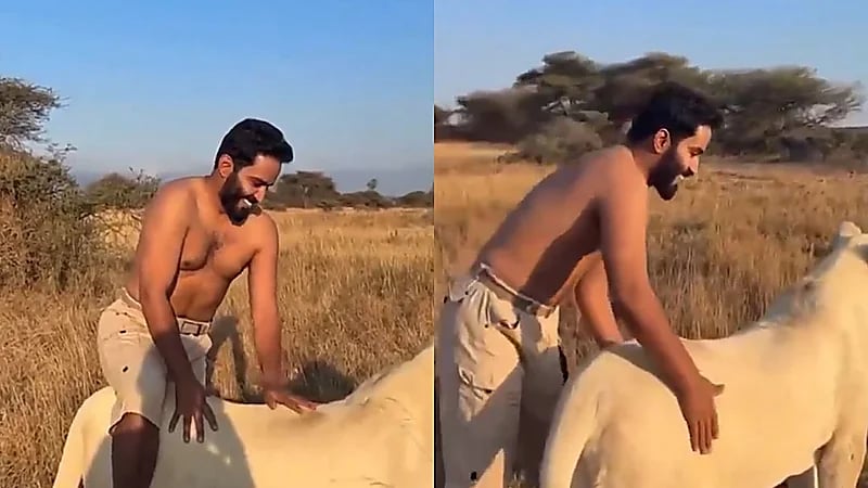 المطيري يروض أسدًا في الغابة ويصعد على ظهره في مشهد مدهش   .. فيديو