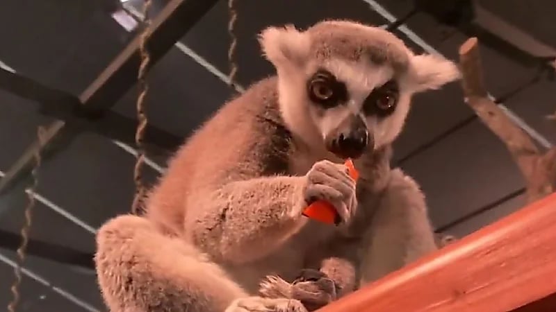 غابة العجائب تحظى بإعجاب وتفاعل كبير من الزوار.. فيديو