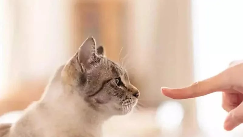 قدرة القطط على التمييز بين أصحابها والغرباء من حاسة الشم