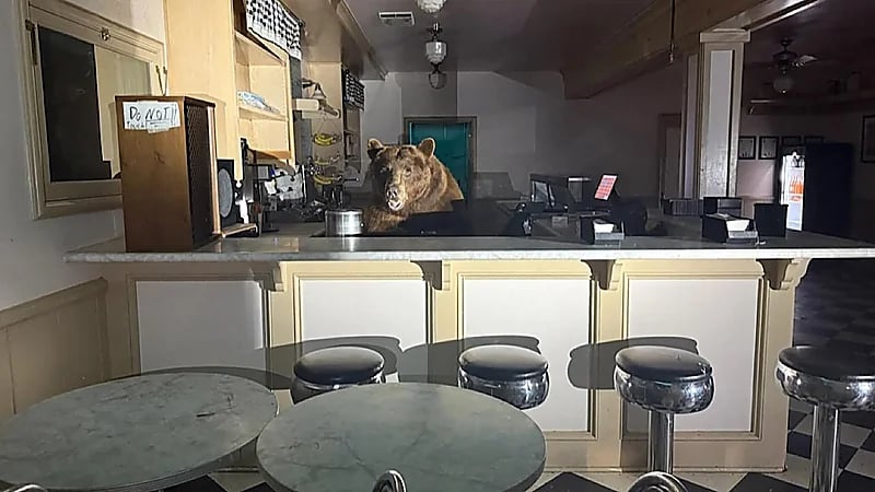 دب يقتحم متجر مثلجات بحثاً عن الفراولة